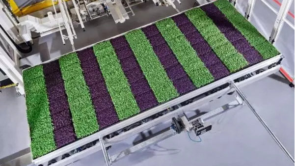 机器人已经在硅谷的仓库里种菜了
